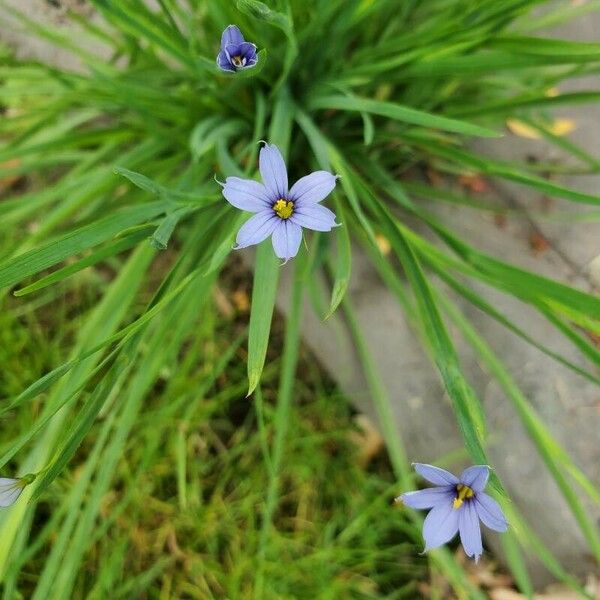 Sisyrinchium angustifolium ᱵᱟᱦᱟ