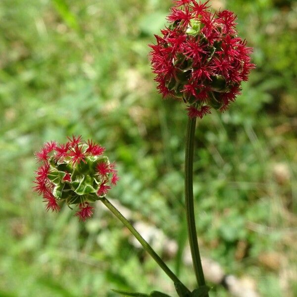 Sanguisorba minor Цвят