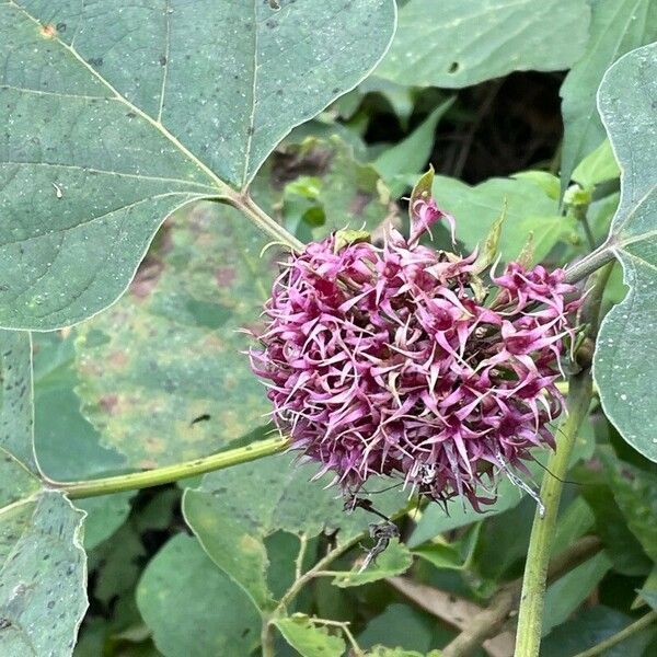 Clerodendrum bungei Кветка