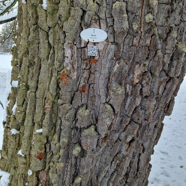 Quercus cerris Coajă