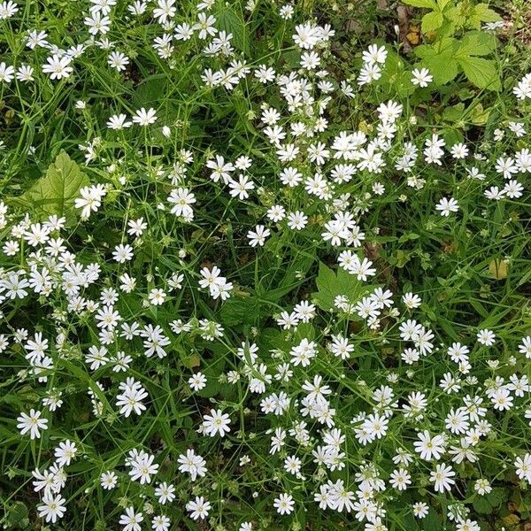 Stellaria palustris Flower