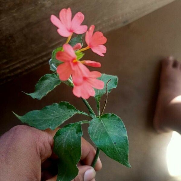 Crossandra massaica Blüte