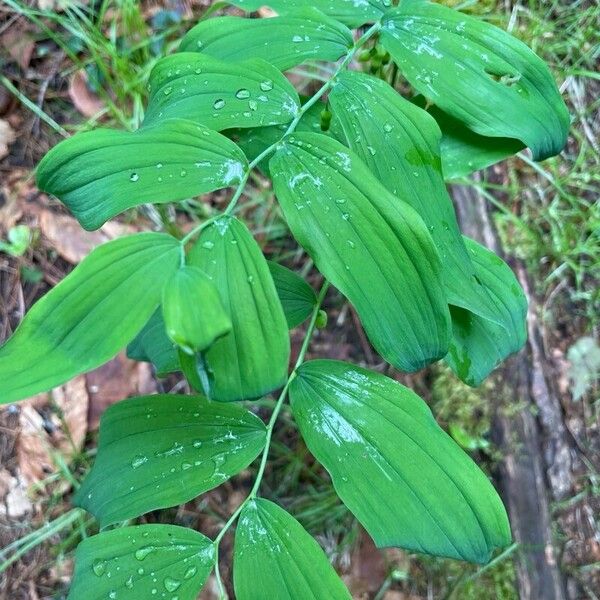 Polygonatum pubescens Blad