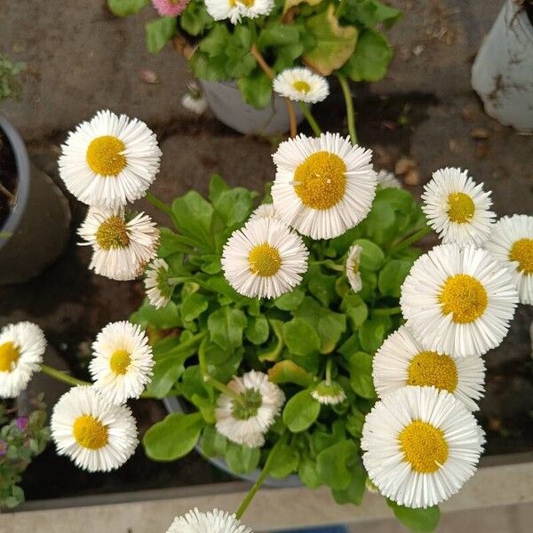 Bellis rotundifolia Lorea