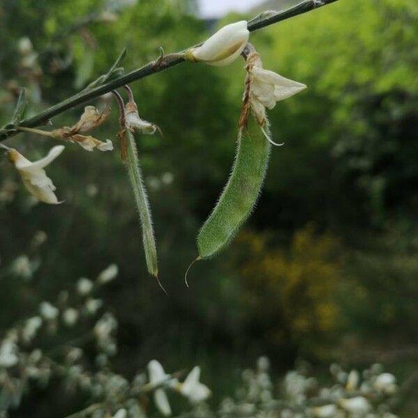 Cytisus multiflorus Frucht