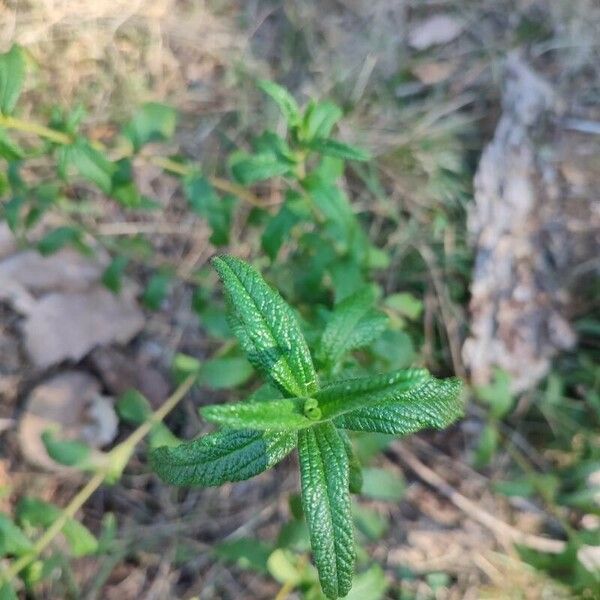 Cistus monspeliensis Leht