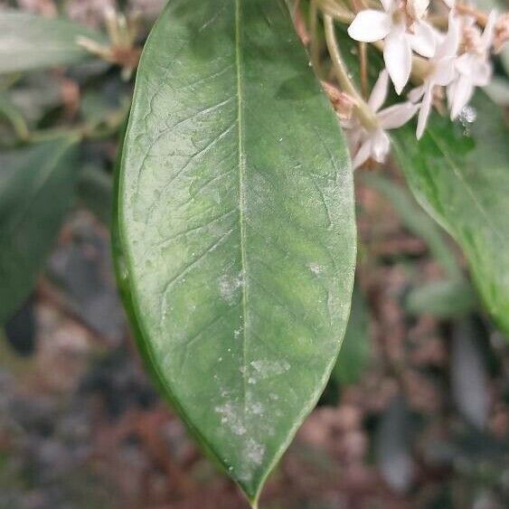 Acokanthera oppositifolia Folio