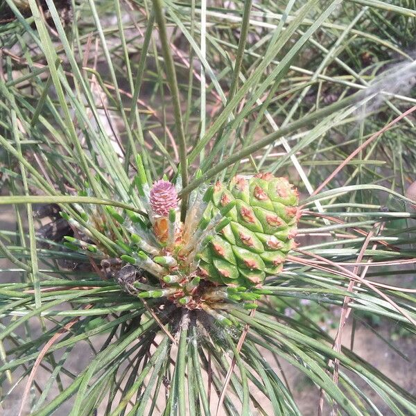 Pinus bungeana 果