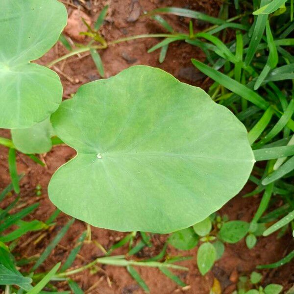 Colocasia esculenta Blatt