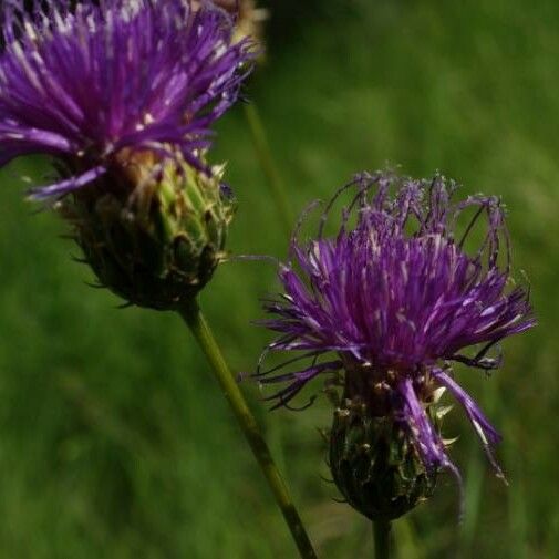 Cirsium tuberosum Çiçek