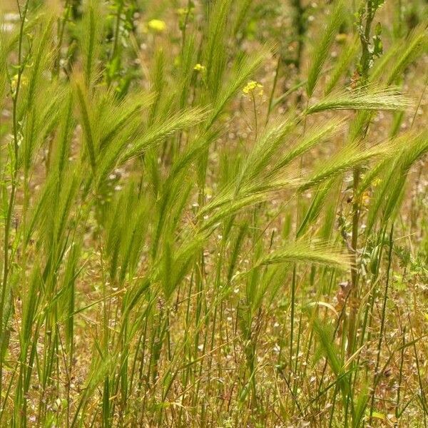 Hordeum pusillum Кветка