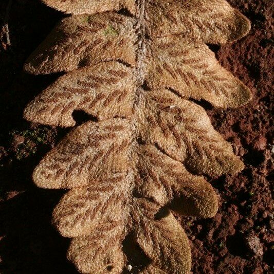 Asplenium aureum Lapas