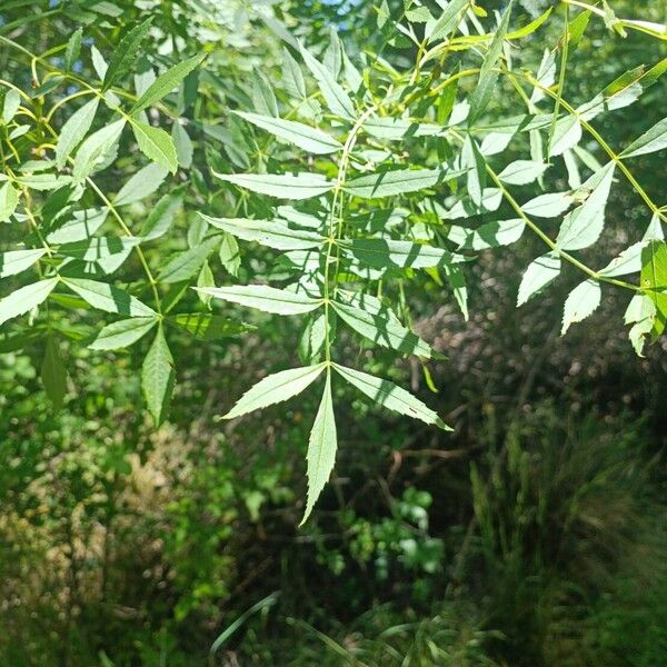 Fraxinus angustifolia Leaf