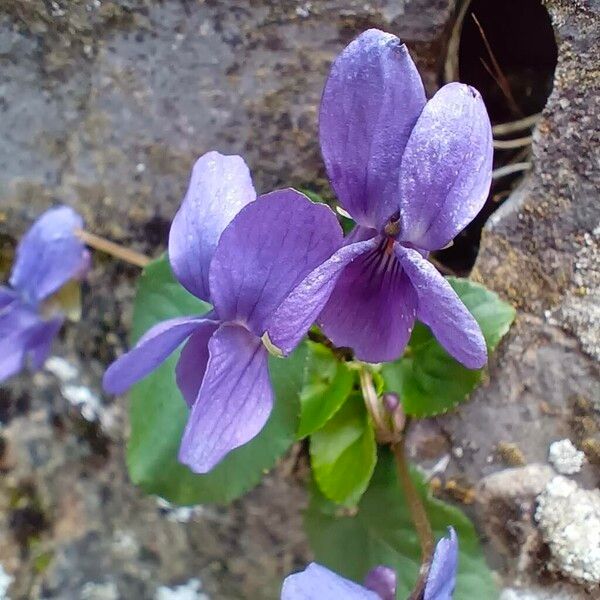 Viola odorata Žiedas