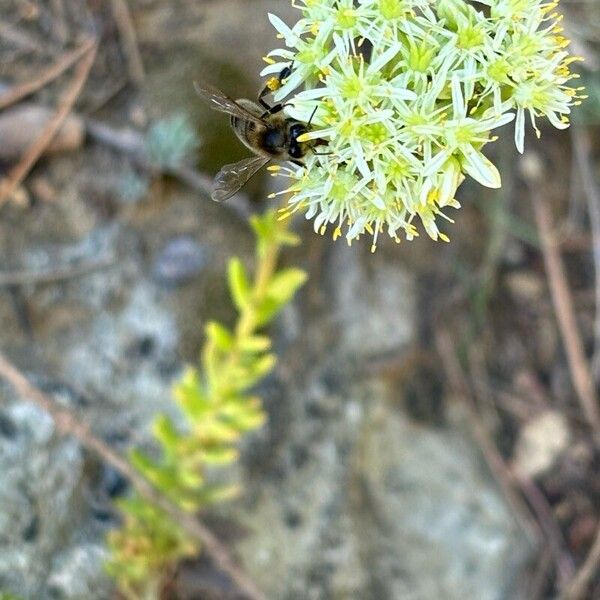 Petrosedum sediforme 花