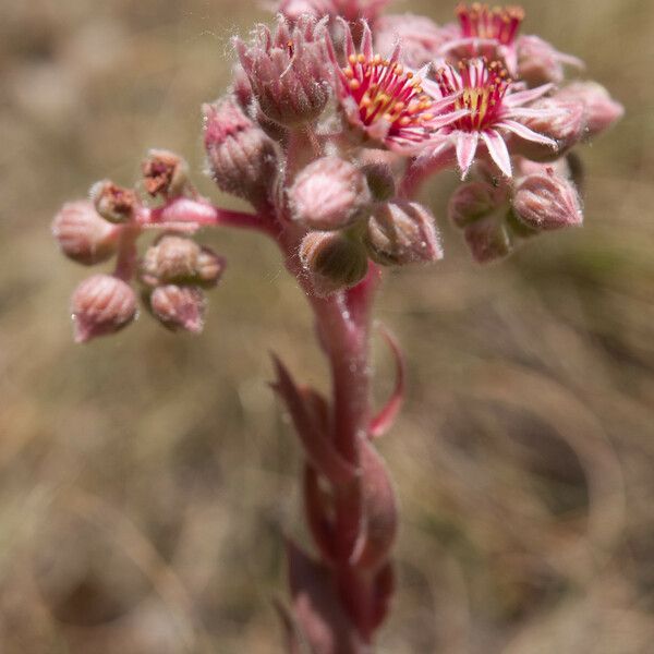 Sempervivum marmoreum Flower