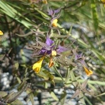 Melampyrum subalpinum Flor