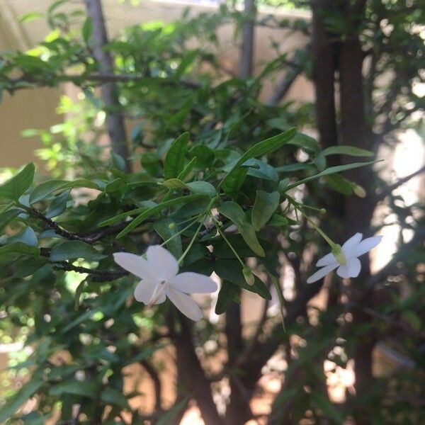 Wrightia religiosa Flower