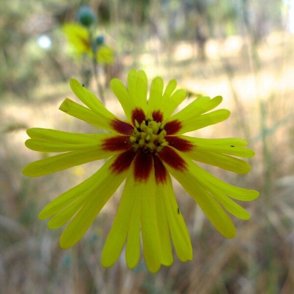 Madia elegans Цвят