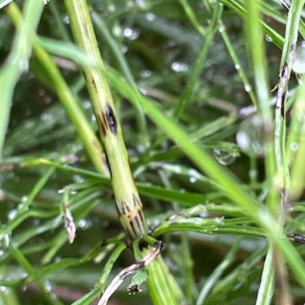 Equisetum palustre Kůra