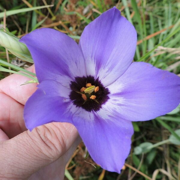 Eustoma exaltatum Кветка