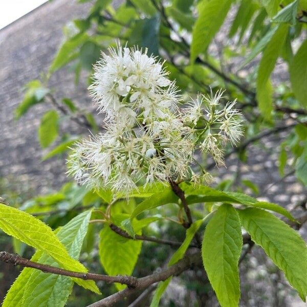Prunus maackii Flower