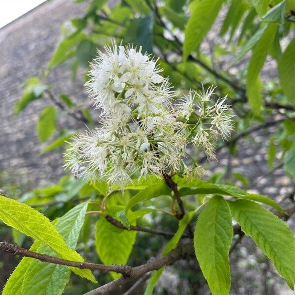 Prunus glandulifolia Flower