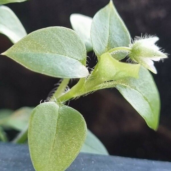 Stellaria apetala Leaf