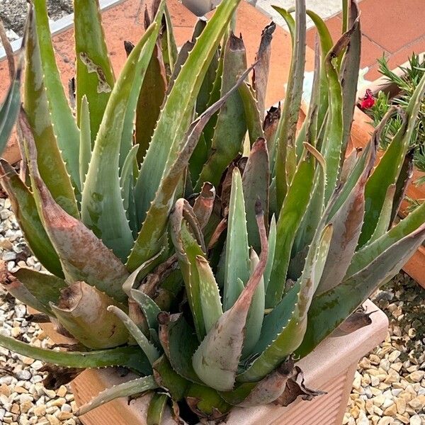 Aloe vera Лист