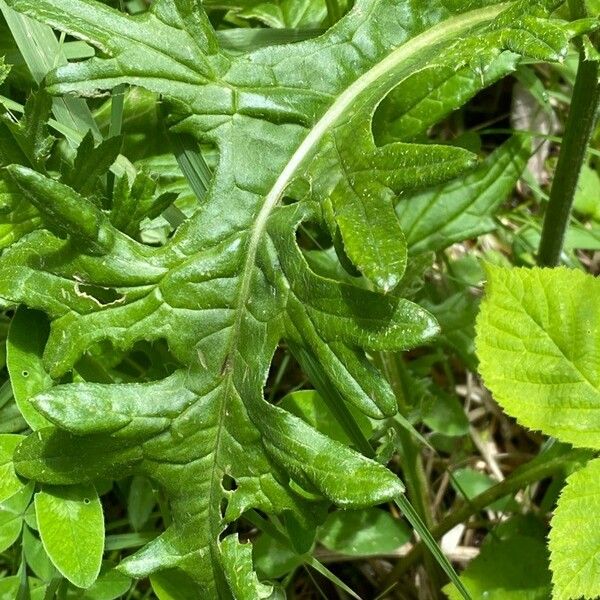 Cirsium rivulare Yaprak