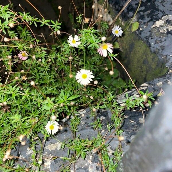 Erigeron karvinskianus ফুল