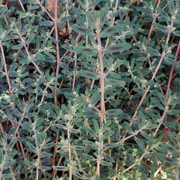 Euphorbia maculata عادت
