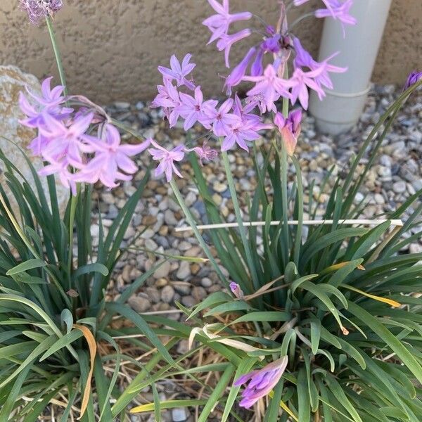 Tulbaghia violacea Lorea