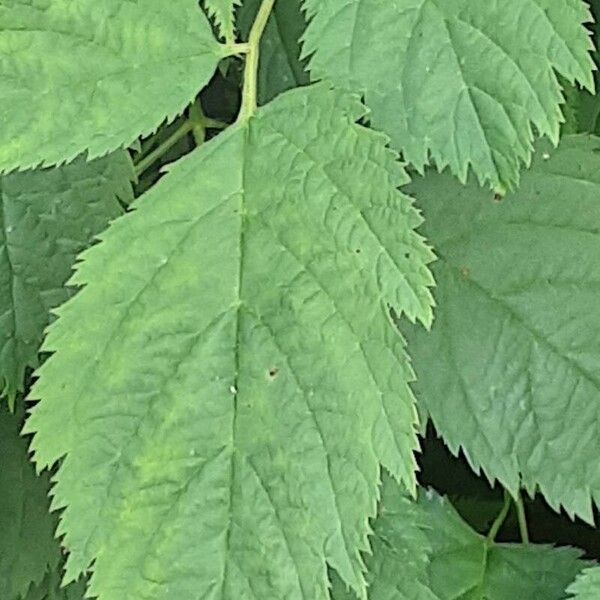 Aruncus dioicus Leaf