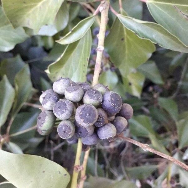 Hedera helix Meyve