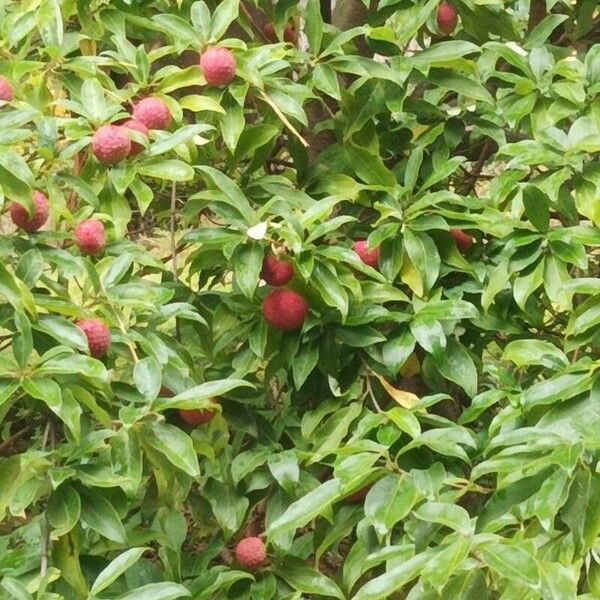 Cornus capitata Hostoa