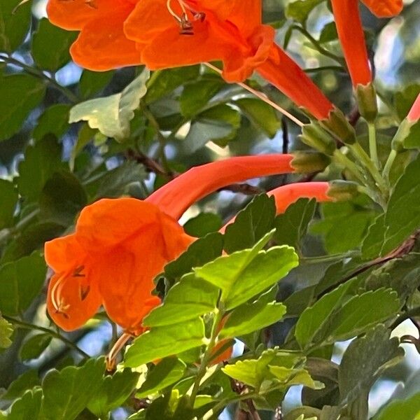 Tecomaria capensis Lorea