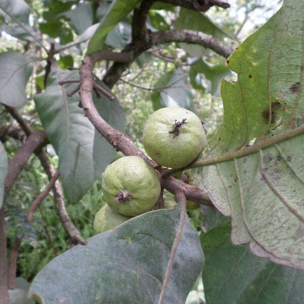 Uapaca pilosa Frukt