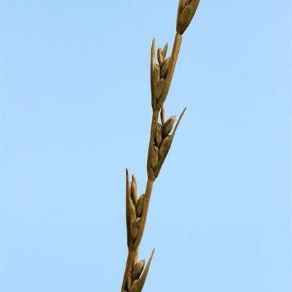 Lolium temulentum Φρούτο