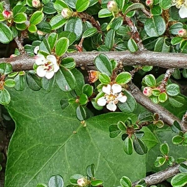 Cotoneaster microphyllus Flor