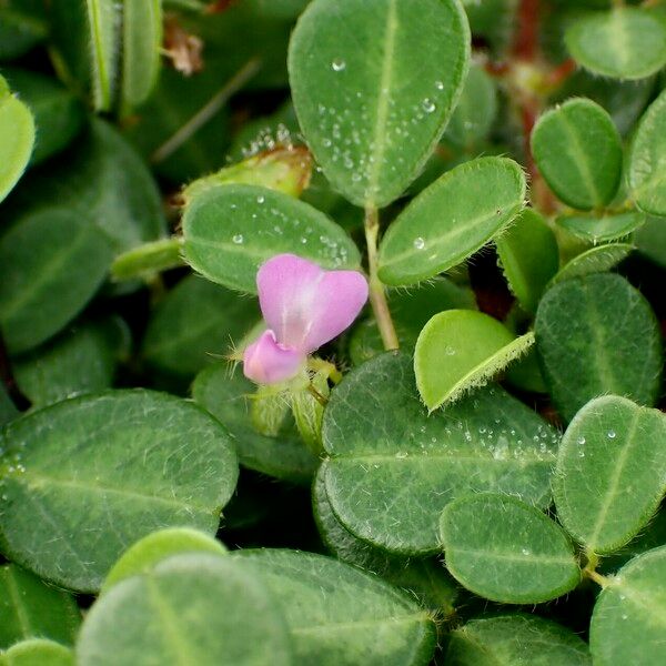 Grona triflora Levél