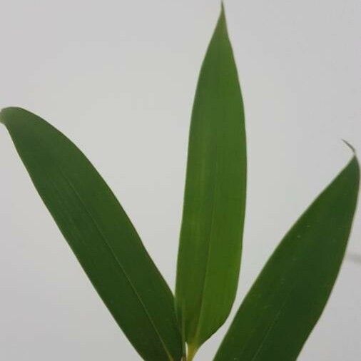 Phyllostachys aurea Leaf