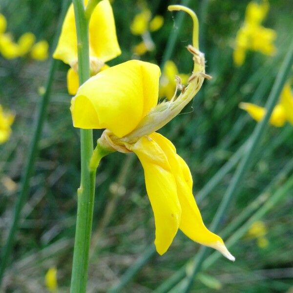 Spartium junceum Flower