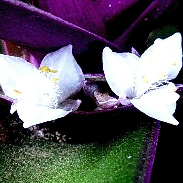 Tradescantia spathacea പുഷ്പം