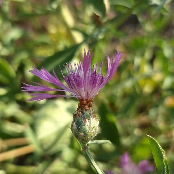 Centaurea diluta Flower