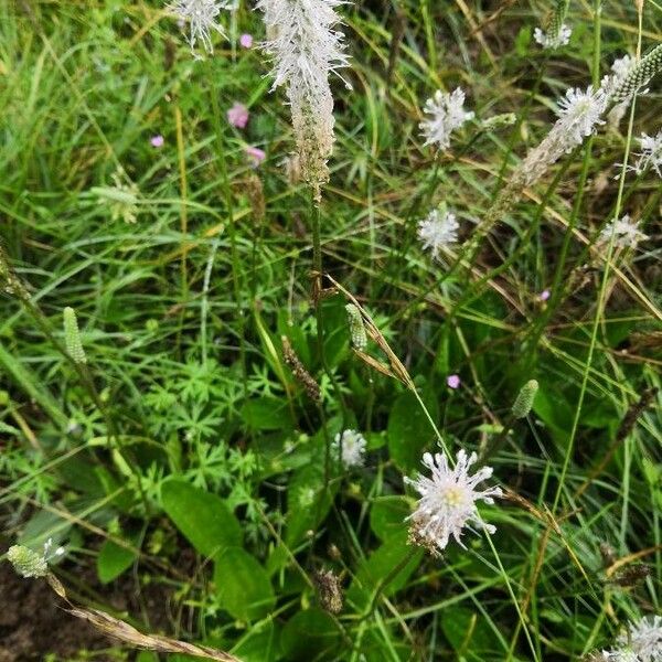 Plantago media Blüte