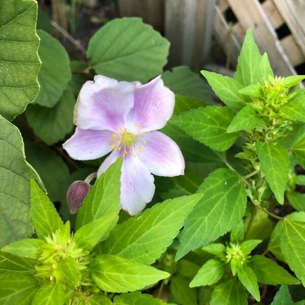 Geranium maculatum Blomst