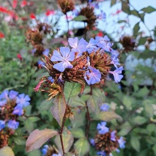 Ceratostigma willmottianum Blomma