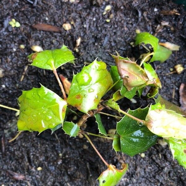 Mahonia aquifolium Frunză