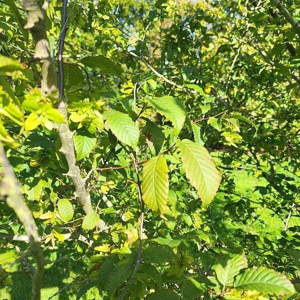 Carpinus caroliniana Blad